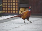Pheasant Pheasant
